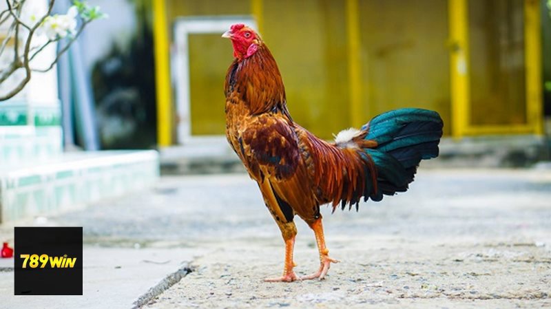 Đá Gà Online - Bảng thông tin cần nắm trước khi chơi
